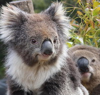 Kuranda Koala Gardens and Birdworld Admission Tickets - Gold Coast Attractions