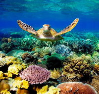 3-Day Best of Cairns Combo The Daintree Rainforest Great Barrier Reef and Kuranda - Gold Coast Attractions
