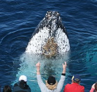 Whale Watching Tour in Gold Coast - Gold Coast Attractions