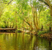 Private Half Day Tour Exclusive World Heritage Rainforest and Waterfall Tour from Cairns - Gold Coast Attractions