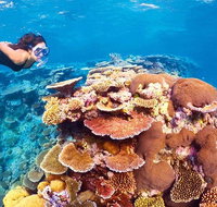 6-Day Best of Cairns Including the Great Barrier Reef Kuranda and the Daintree Rainforest - Gold Coast Attractions