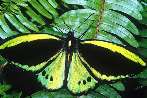 3-Day Far North Queensland: Atherton Tablelands, Cooktown, Daintree Via 4WD - Gold Coast Attractions 13
