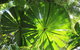 3-Day Far North Queensland: Atherton Tablelands, Cooktown, Daintree Via 4WD - thumb 10