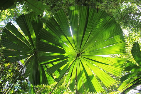3-Day Far North Queensland: Atherton Tablelands, Cooktown, Daintree Via 4WD - Gold Coast Attractions 10
