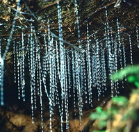 Glow Worm Evening Eco-Adventure from the Gold Coast - Gold Coast Attractions