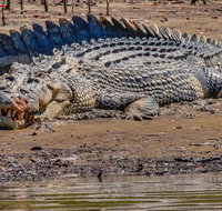 Solar Whisper Daintree River Crocodile and Wildlife Cruise - Gold Coast Attractions