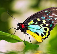 Australian Butterfly Sanctuary - Gold Coast Attractions