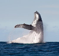 Private whale watching - Gold Coast Attractions