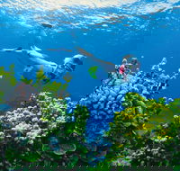 Full Day Snorkel In The Great Barrier Reef - Gold Coast Attractions