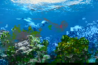 Full Day Snorkel In The Great Barrier Reef