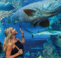 Cairns Aquarium Family Tickets - Gold Coast Attractions
