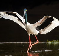 Daintree River - Private Photography Cruise - Gold Coast Attractions