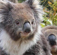Kuranda Koala Gardens General Entry Ticket - Gold Coast Attractions