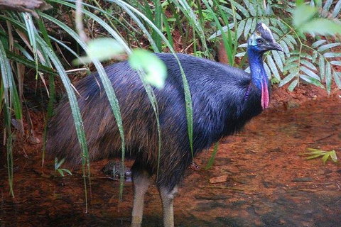 Daintree Discovery Centre Family Pass Ticket - Gold Coast Attractions 7