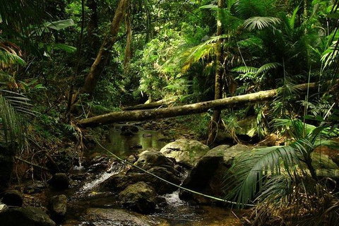Daintree Discovery Centre Family Pass Ticket - Gold Coast Attractions 5