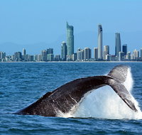 Gold Coast Airport to and from Byron Bay NSW for up-to 7 ppl - Gold Coast Attractions