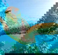 Guided Snorkel with Fish Tour at Cook Island Aquatic Reserve - Gold Coast Attractions