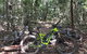 Electric Mountain Bike Tropical Tours - thumb 7