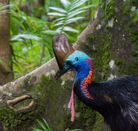 Daintree Afternoon Nocturnal Nature and Wildlife Tour - Gold Coast Attractions