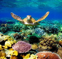 4-Day Cairns Ultimate Combo Daintree Rainforest Reef Kuranda  Paronella Park - Gold Coast Attractions