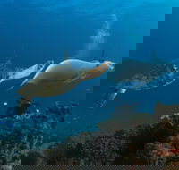 Gold Coast Try-Scuba Experience at Cook Island Aquatic Reserve - Gold Coast Attractions