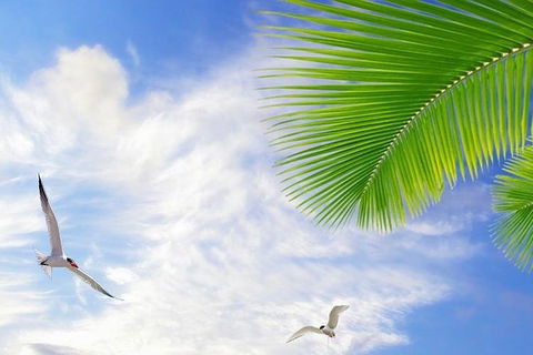 Airport Transfer - Mission Beach To Cairns Airport - Gold Coast Attractions 4