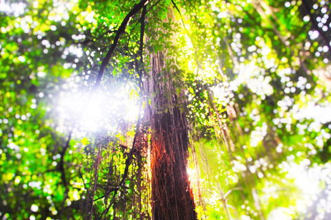 Airport Transfer - Mission Beach To Cairns Airport - Gold Coast Attractions 1