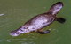 Reef, Wildlife & Rainforest - Reef & Beyond Guided Holidays - thumb 7