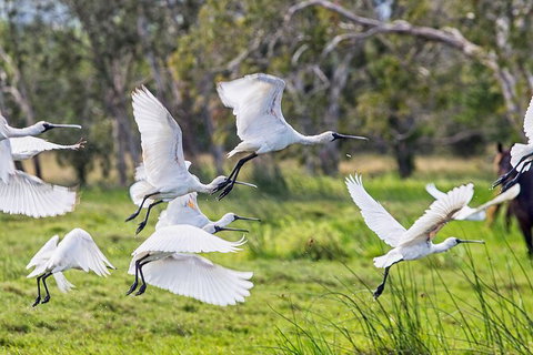 Reef, Wildlife & Rainforest - Reef & Beyond Guided Holidays - Gold Coast Attractions 1