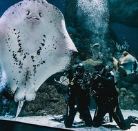 Cairns Aquarium Dive with the Sharks - Gold Coast Attractions