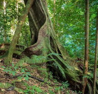Private Daintree Mossman Gorge Exclusive Nature and Wildlife Focus - Gold Coast Attractions
