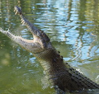 The adventure begins at Hartley's the best crocodile show in Australia - Gold Coast Attractions