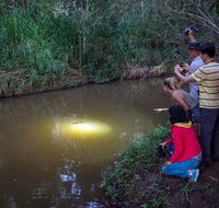 Rainforest  Nocturnal Wildlife Tour - Gold Coast Attractions