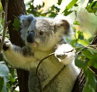 Half-Day Private Tour to Tamborine Mountain with Wine Tasting - Up to 6 people - Gold Coast Attractions