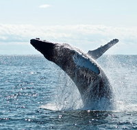 PRIVATE Whale Watching Tour - up to 11 people in your group - Gold Coast Attractions