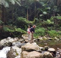 Limited group Gold Coast Lamington National Park Tour - Gold Coast Attractions
