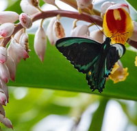 Australian Butterfly Sanctuary- Virtual Interactive Tour With Private Guide - Gold Coast Attractions