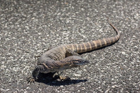 Coffin Bay Oysters, Ocean & Nature Tour - Gold Coast Attractions 5