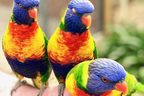 Coffin Bay Oysters, Ocean & Nature Tour - Gold Coast Attractions 1