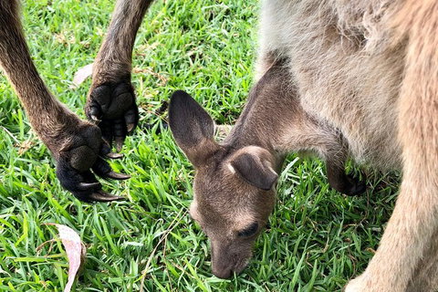 Coffin Bay Oysters, Ocean & Nature Tour - Gold Coast Attractions 10
