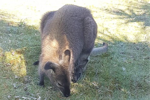 Cradle Mountain Day Tour - Gold Coast Attractions 4