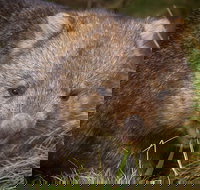Cradle Mountain Wildlife Spotting after Dark - Gold Coast Attractions