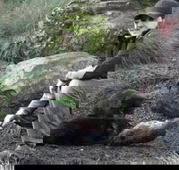 After Dark Tasmanian Devil Feeding Tour at Cradle Mountain - Gold Coast Attractions