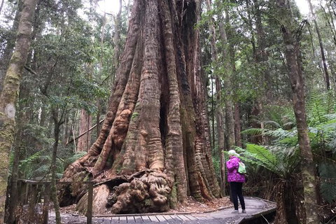 Cruise Ship Excursion: Stanley - Gold Coast Attractions 11
