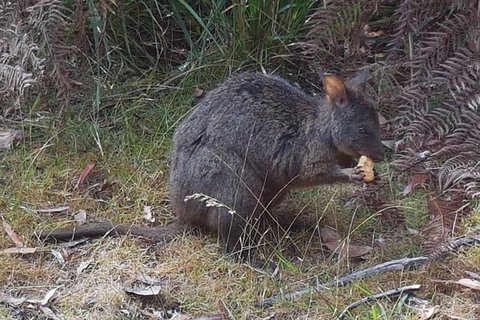 Cruise Ship Excursion: NW Tassie Coastal Explorer - Gold Coast Attractions 5