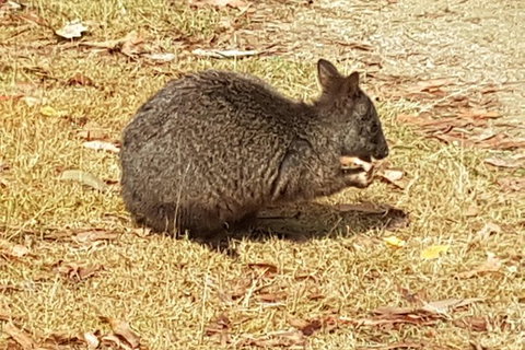 Cruise Ship Excursion: NW Tassie Coastal Explorer - Gold Coast Attractions 4
