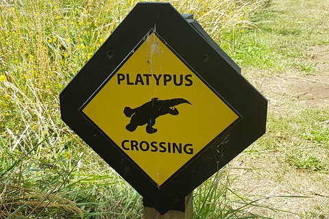 Cruise Ship Excursion: NW Tassie Coastal Explorer - Gold Coast Attractions 11