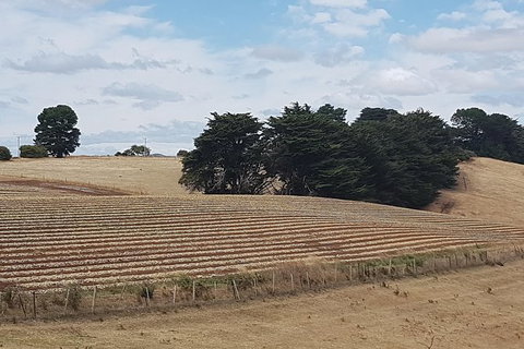 Cruise Ship Excursion: NW Tassie Coastal Explorer - Gold Coast Attractions 9