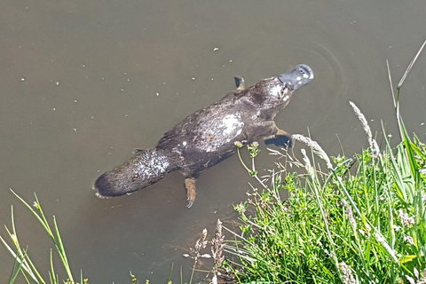 Cruise Ship Excursion: NW Tassie Coastal Explorer - Gold Coast Attractions 0