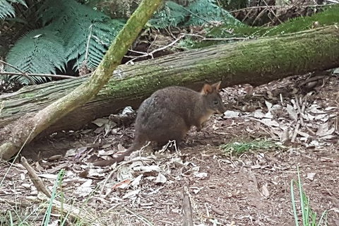 Cruise Ship Excursion: NW Tassie Coastal Explorer - Gold Coast Attractions 1